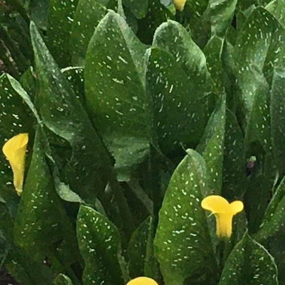 Meet your Posher, Jacqueline - Picture 1 of 1